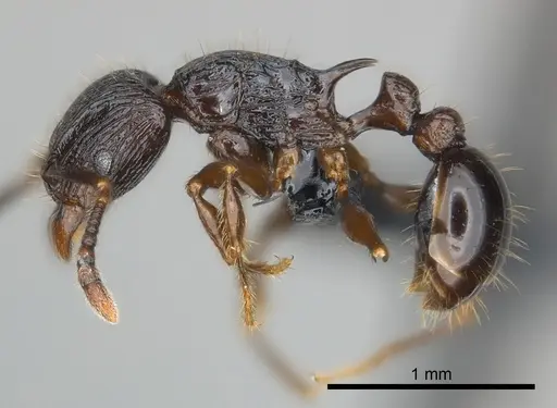Tetramorium dysalum specimen CASENT0037931 image casent0037931_3