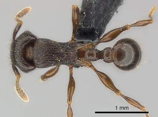 Tetramorium dysalum specimen CASENT0039336 image casent0039336_1