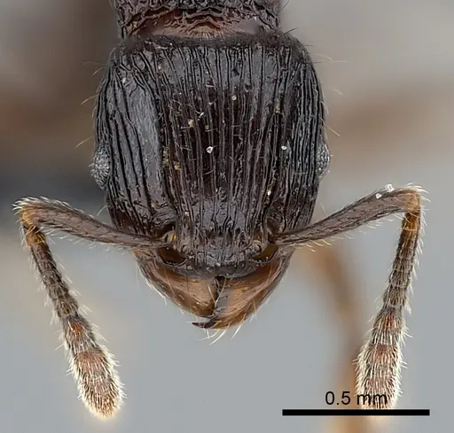 Tetramorium dysalum specimen CASENT0039336 image casent0039336_2