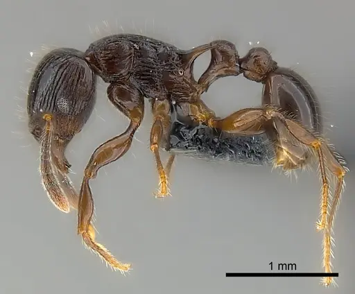 Tetramorium dysalum specimen CASENT0039336 image casent0039336_3