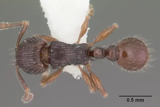 Tetramorium dysalum specimen CASENT0102348 image casent0102348_1