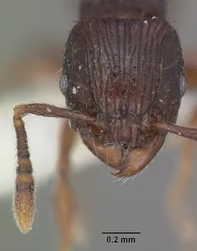 Tetramorium dysalum specimen CASENT0102348 image casent0102348_2