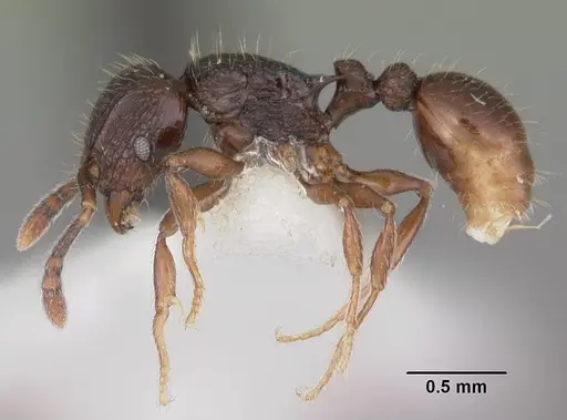 Tetramorium dysalum specimen CASENT0102348 image casent0102348_3