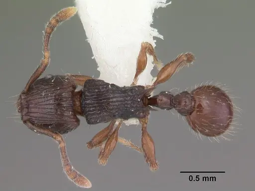 Tetramorium dysalum specimen CASENT0102349 image casent0102349_1