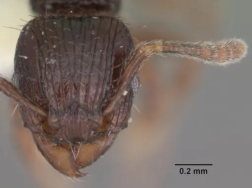 Tetramorium dysalum specimen CASENT0102349 image casent0102349_2