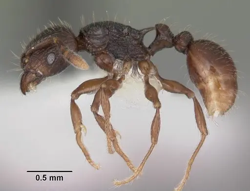 Tetramorium dysalum specimen CASENT0102349 image casent0102349_3