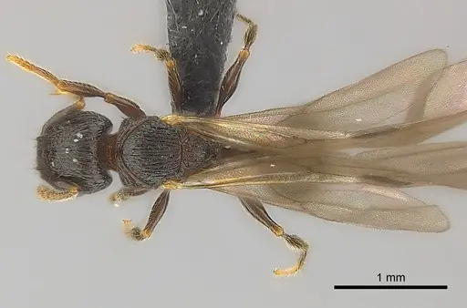 Tetramorium dysalum specimen CASENT0134028 image casent0134028_1