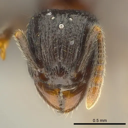 Tetramorium dysalum specimen CASENT0134028 image casent0134028_2