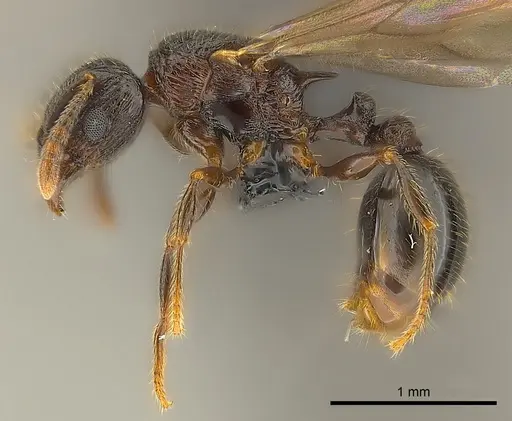 Tetramorium dysalum specimen CASENT0134028 image casent0134028_3