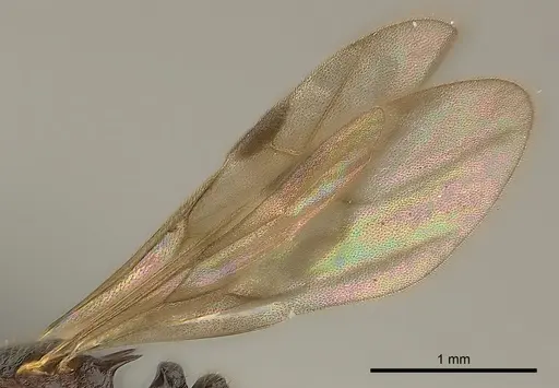 Tetramorium dysalum specimen CASENT0134028 image casent0134028_4