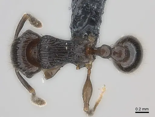 Tetramorium dysalum specimen CASENT0163065 image casent0163065_1