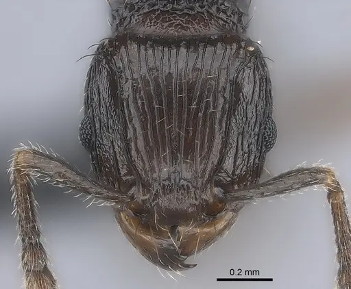 Tetramorium dysalum specimen CASENT0163065 image casent0163065_2