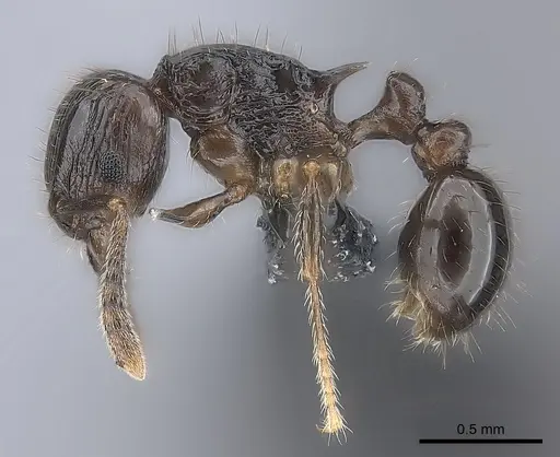Tetramorium dysalum specimen CASENT0163065 image casent0163065_3