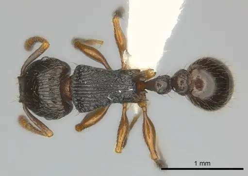 Tetramorium dysalum specimen CASENT0192230 image casent0192230_1