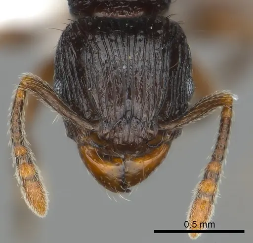 Tetramorium dysalum specimen CASENT0192230 image casent0192230_2