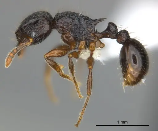 Tetramorium dysalum specimen CASENT0192230 image casent0192230_3