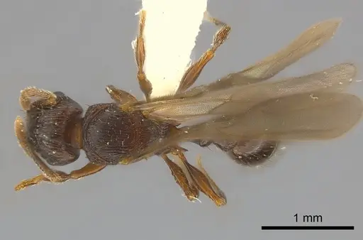 Tetramorium dysalum specimen CASENT0217755 image casent0217755_1