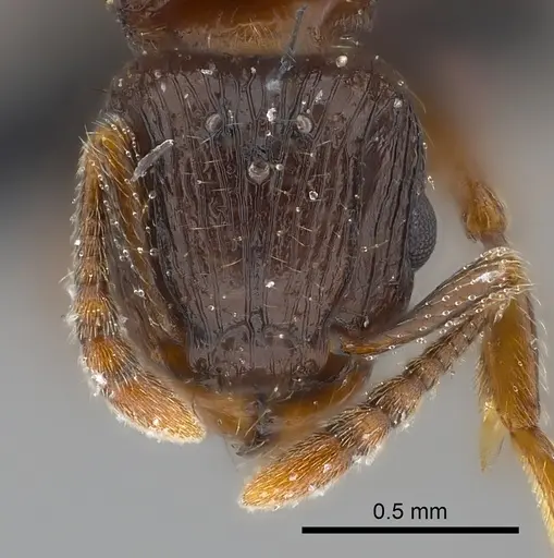 Tetramorium dysalum specimen CASENT0217755 image casent0217755_2