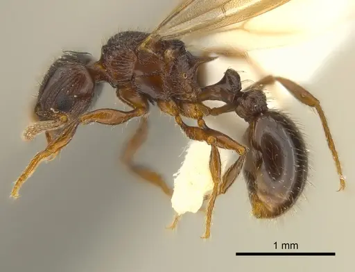 Tetramorium dysalum specimen CASENT0217755 image casent0217755_3