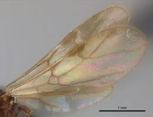 Tetramorium dysalum specimen CASENT0217755 image casent0217755_4