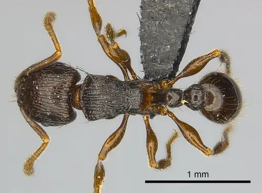 Tetramorium dysalum specimen CASENT0484546 image casent0484546_1
