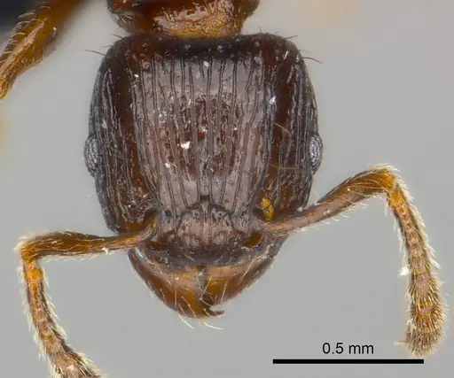 Tetramorium dysalum specimen CASENT0484546 image casent0484546_2