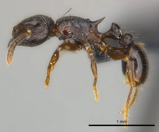 Tetramorium dysalum specimen CASENT0484546 image casent0484546_3