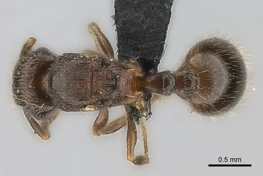 Tetramorium dysalum specimen CASENT0485685 image casent0485685_1