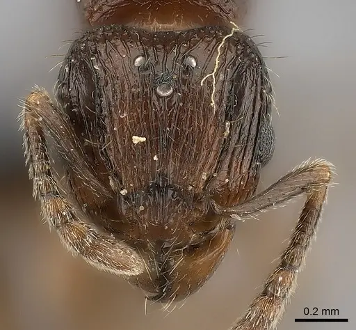 Tetramorium dysalum specimen CASENT0485685 image casent0485685_2