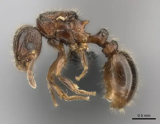 Tetramorium dysalum specimen CASENT0485685 image casent0485685_3