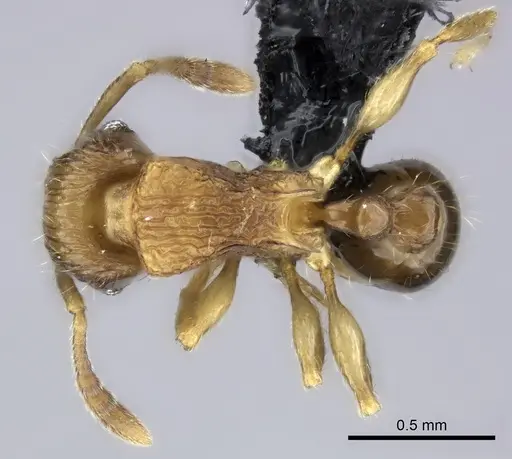 Tetramorium dysalum specimen CASENT0494743 image casent0494743_1