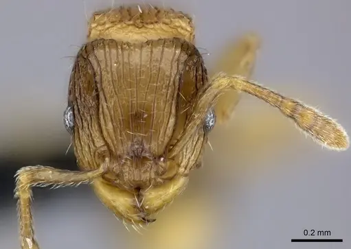 Tetramorium dysalum specimen CASENT0494743 image casent0494743_2