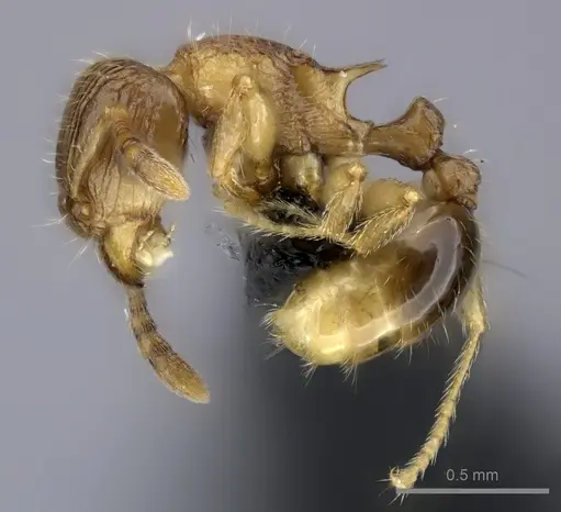 Tetramorium dysalum specimen CASENT0494743 image casent0494743_3