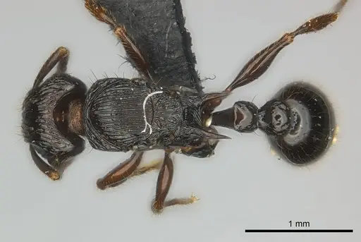 Tetramorium dysalum specimen CASENT0495338 image casent0495338_1