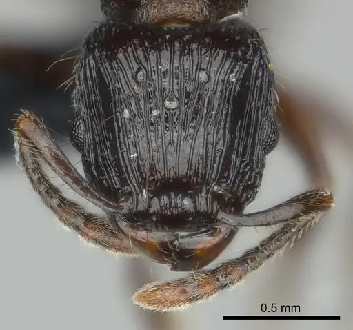 Tetramorium dysalum specimen CASENT0495338 image casent0495338_2