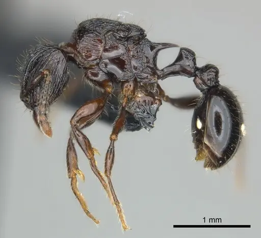 Tetramorium dysalum specimen CASENT0495338 image casent0495338_3