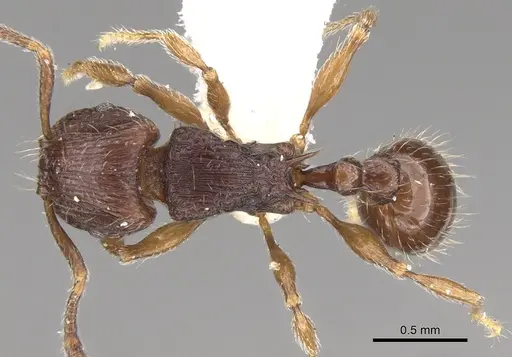 Tetramorium dysalum specimen CASENT0906148 image casent0906148_1