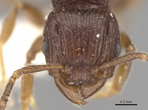 Tetramorium dysalum specimen CASENT0906148 image casent0906148_2