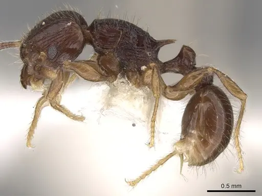 Tetramorium dysalum specimen CASENT0906148 image casent0906148_3