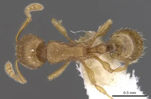 Tetramorium dysderke specimen CASENT0901167 image casent0901167_1