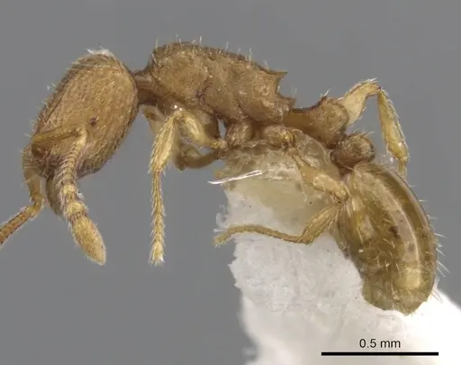 Tetramorium dysderke specimen CASENT0901167 image casent0901167_3
