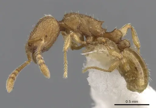 Tetramorium dysderke specimen CASENT0901167 image casent0901167_4