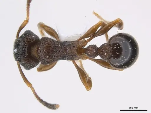 Tetramorium edouardi specimen CASENT0217067 image casent0217067_1