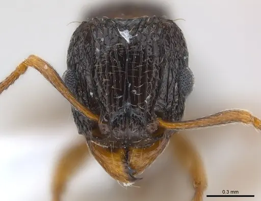 Tetramorium edouardi specimen CASENT0217067 image casent0217067_2