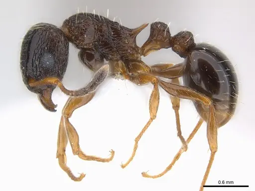 Tetramorium edouardi specimen CASENT0217067 image casent0217067_3