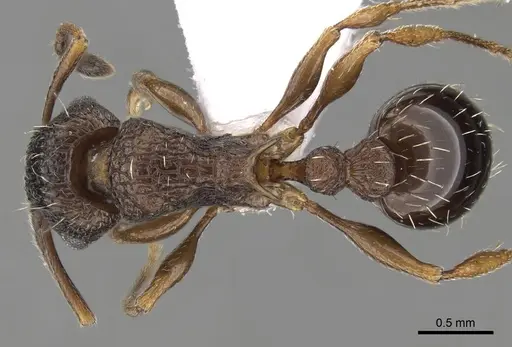 Tetramorium edouardi specimen CASENT0217219 image casent0217219_1