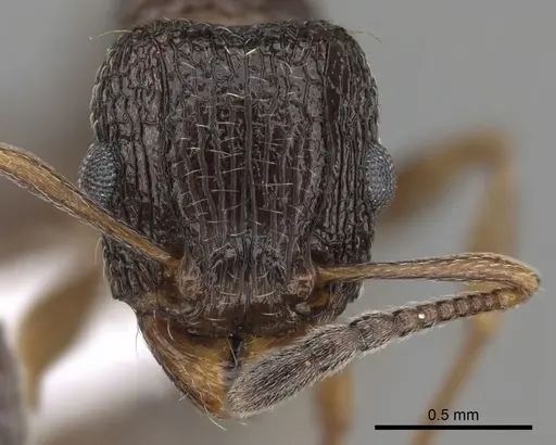 Tetramorium edouardi specimen CASENT0217219 image casent0217219_2