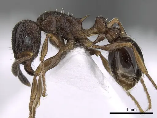 Tetramorium edouardi specimen CASENT0217219 image casent0217219_3