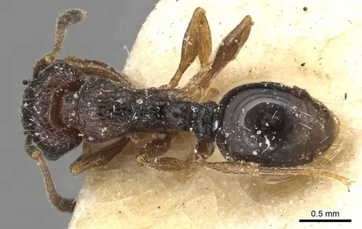 Tetramorium edouardi specimen CASENT0915086 image casent0915086_1