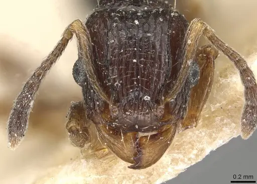 Tetramorium edouardi specimen CASENT0915086 image casent0915086_2